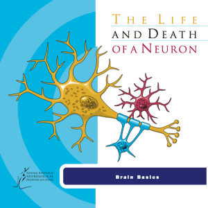 life and death of a neuron